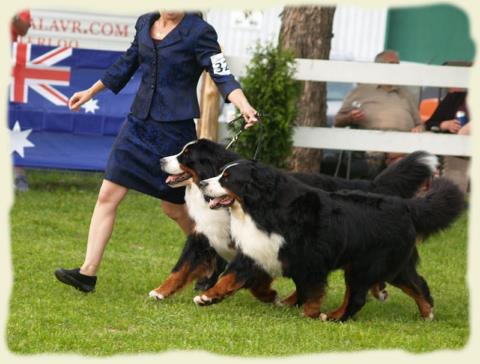 Bouvier Bernois - Bernese Mountain Dog - Prince