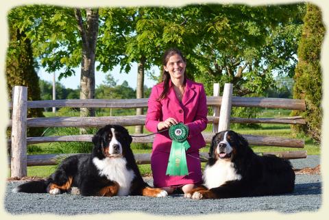 Bouvier Bernois - Bernese Mountain Dog - Prince