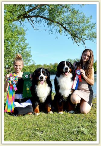 Bouvier Bernois - Bernese Mountain Dog - Prince