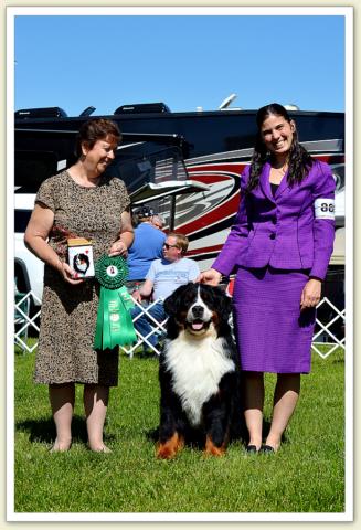 Bouvier Bernois - Bernese Mountain Dog - Prince