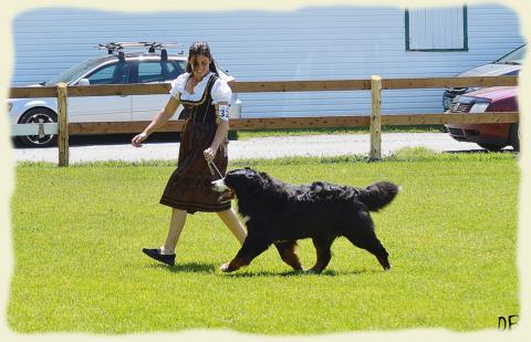 Bouvier Bernois - Bernese Mountain Dog - Prince