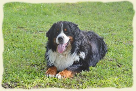 Bouvier Bernois - Bernese Mountain Dog - Prince