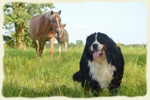 Bouvier Bernois - Bernese Mountain Dog - Prince