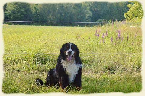 Bouvier Bernois - Bernese Mountain Dog - Prince