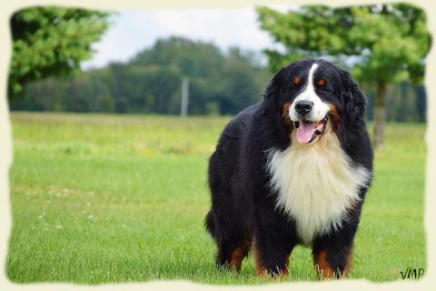 Bouvier Bernois - Bernese Mountain Dog - Prince