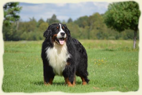 Bouvier Bernois - Bernese Mountain Dog - Prince