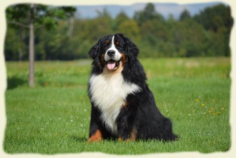 Bouvier Bernois - Bernese Mountain Dog - Prince