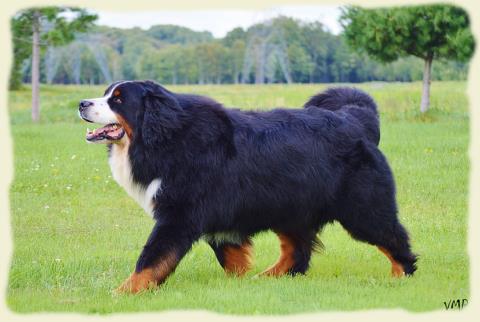 Bouvier Bernois - Bernese Mountain Dog - Prince