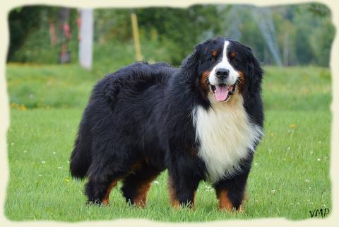 Bouvier Bernois - Bernese Mountain Dog - Prince