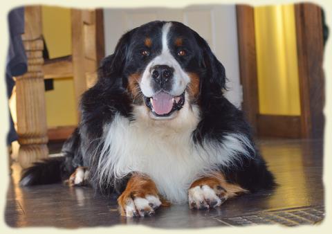 Bouvier Bernois - Bernese Mountain Dog - Prince