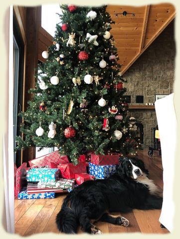 Bouvier Bernois - Bernese Mountain Dog - Prince