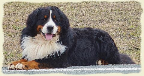 Bouvier Bernois - Bernese Mountain Dog - Prince