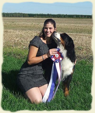 Bouvier Bernois - Bernese Mountain Dog - Prince