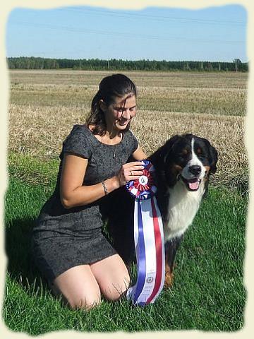 Bouvier Bernois - Bernese Mountain Dog - Prince