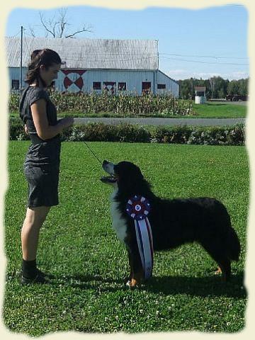 Bouvier Bernois - Bernese Mountain Dog - Prince