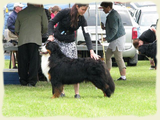 Bouvier Bernois - Bernese Mountain Dog - Prince