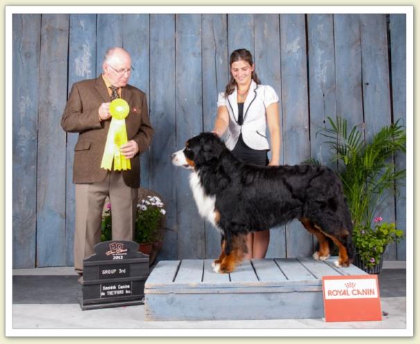 Bouvier Bernois - Bernese Mountain Dog - Prince