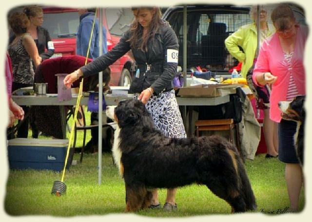 Bouvier Bernois - Bernese Mountain Dog - Prince