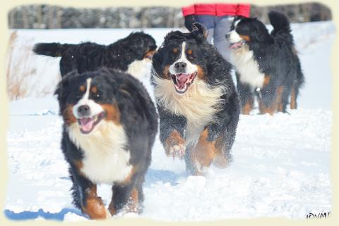 Bouvier Bernois - Bernese Mountain Dog - Prince