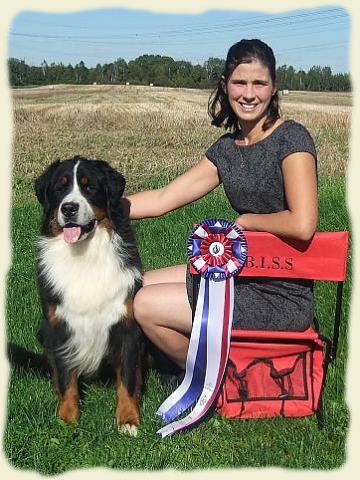 Bouvier Bernois - Bernese Mountain Dog - Prince