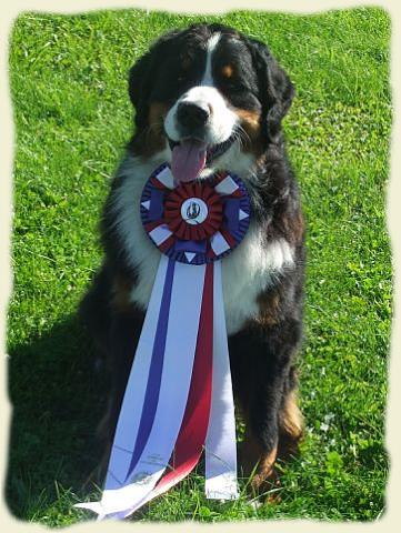 Bouvier Bernois - Bernese Mountain Dog - Prince