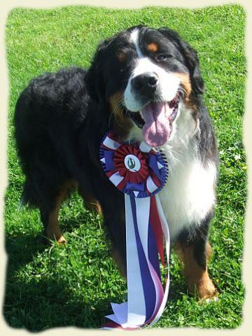 Bouvier Bernois - Bernese Mountain Dog - Prince