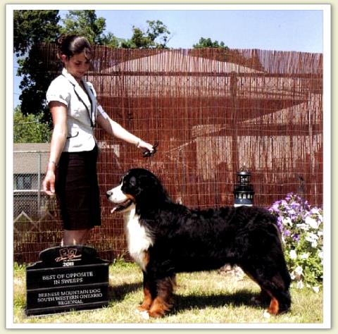 Bouvier Bernois - Bernese Mountain Dog - Prince