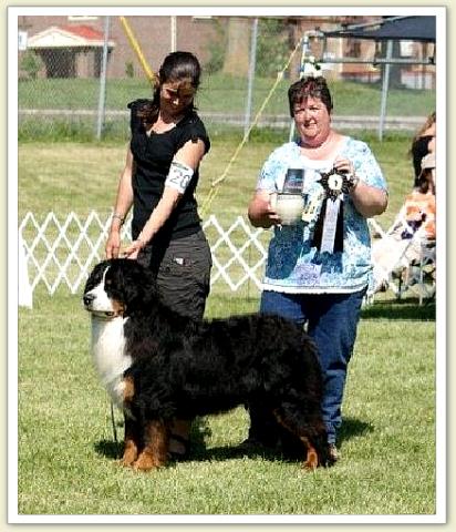 Bouvier Bernois - Bernese Mountain Dog - Prince