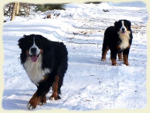 Bouvier Bernois - Bernese Mountain Dog - Prince