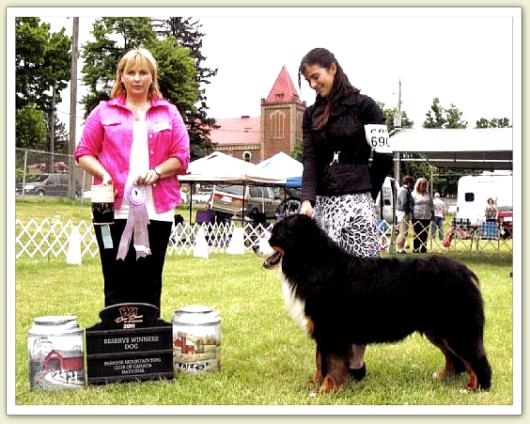 Bouvier Bernois - Bernese Mountain Dog - Prince