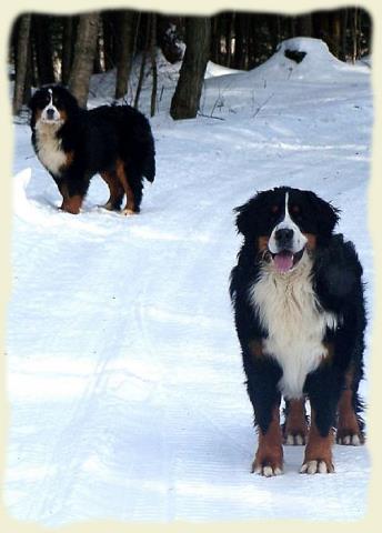 Bouvier Bernois - Bernese Mountain Dog - Prince