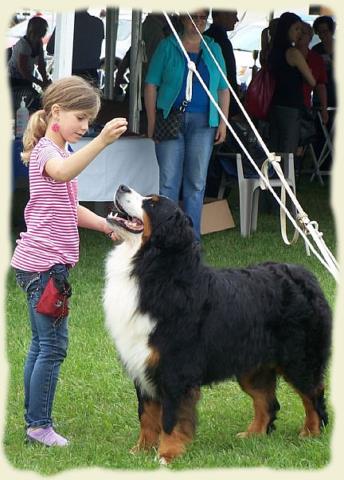 Bouvier Bernois - Bernese Mountain Dog - Prince