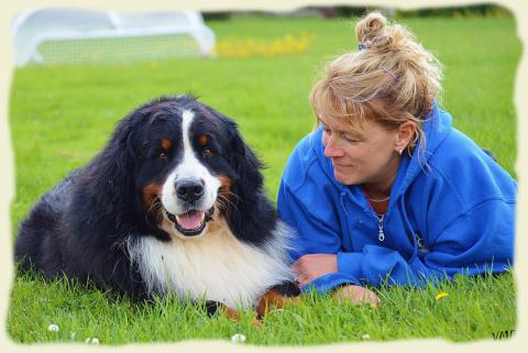 Bouvier Bernois - Bernese Mountain Dog - Prince