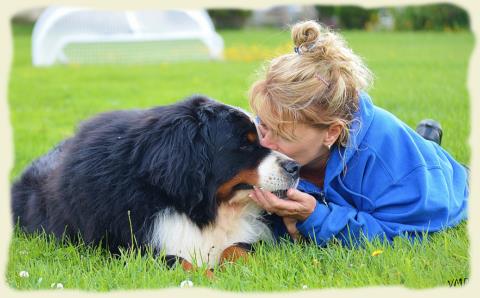 Bouvier Bernois - Bernese Mountain Dog - Prince