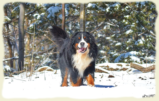 Bouvier Bernois - Bernese Mountain Dog -Prince