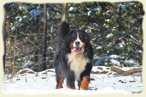 Bouvier Bernois - Bernese Mountain Dog - Prince