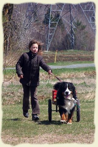 Bouvier Bernois - Bernese Mountain Dog - Prince