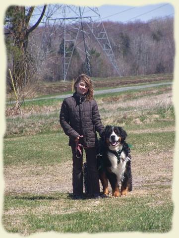 Bouvier Bernois - Bernese Mountain Dog - Prince