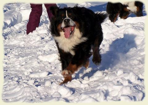 Bouvier Bernois - Bernese Mountain Dog - Prince