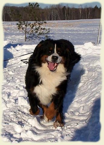 Bouvier Bernois - Bernese Mountain Dog - Prince