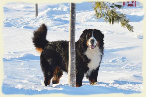 Bouvier Bernois - Bernese Mountain Dog - Prince