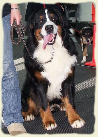 Bouvier Bernois - Bernese Mountain Dog - Prince