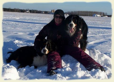 Bouvier Bernois - Bernese Mountain Dog - Prince