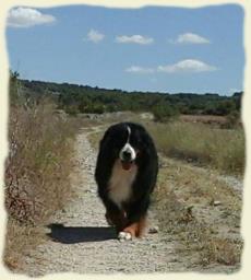 Bouvier Bernois - Bernese Mountain Dog 