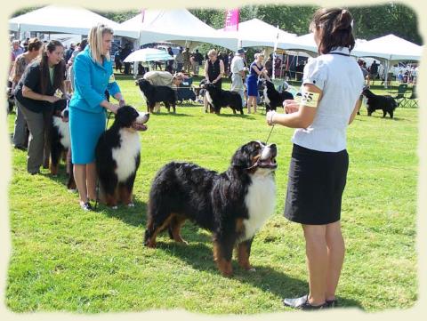 Bouvier Bernois - Bernese Mountain Dog - Prince