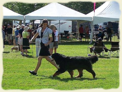 Bouvier Bernois - Bernese Mountain Dog - Prince