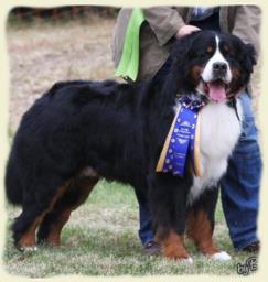 Bouvier Bernois - Bernese Mountain Dog 