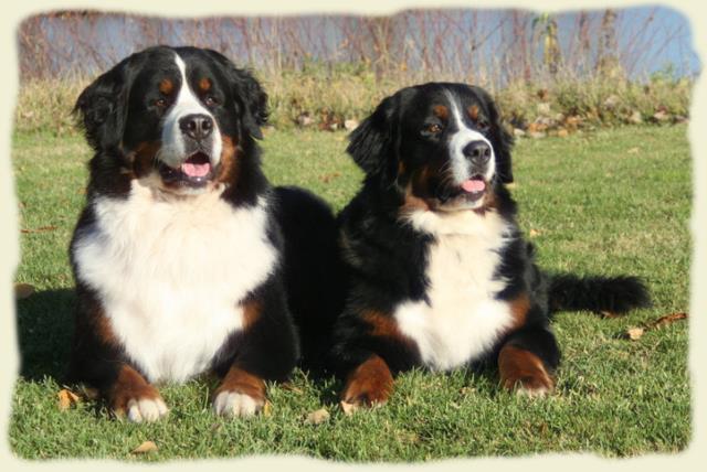 Bouvier Bernois - Bernese Mountain Dog 