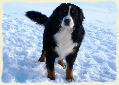 Bouvier Bernois - Bernese Mountain Dog - Prince