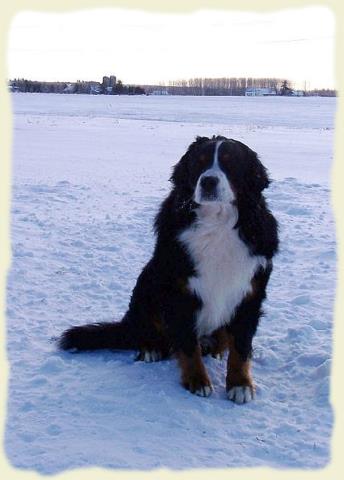 Bouvier Bernois - Bernese Mountain Dog - Prince